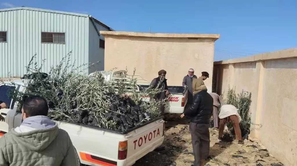 ”الزراعة” توزع 33 ألف شتلة زيتون بالمجان لدعم التجمعات البدوية بمطروح
