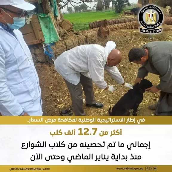 وزارة الزراعة: استمرار جهود حملات تحصين وتعقيم كلاب الشوارع بالمحافظات المختلفة