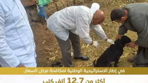 وزارة الزراعة: استمرار جهود حملات تحصين وتعقيم كلاب الشوارع بالمحافظات المختلفة