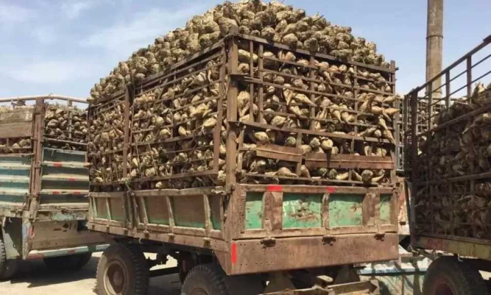 محافظ المنيا: انطلاق موسم توريد بنجر السكر 2025/2026 اليوم