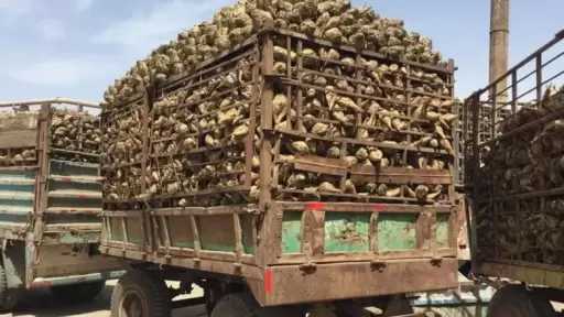 محافظ المنيا: انطلاق موسم توريد بنجر السكر 2025/2026 اليوم