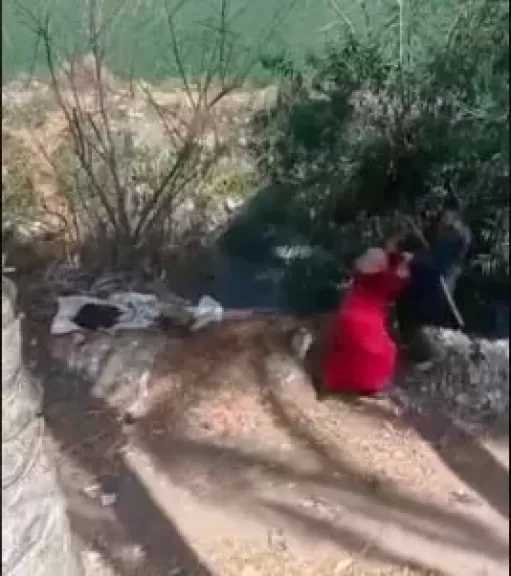 أمن البحيرة يكشف تفاصيل فيديو لشخص يضرب سيدة بشومة ويلقيها في ترعة: أشقاء وخلافهما بسبب الميراث