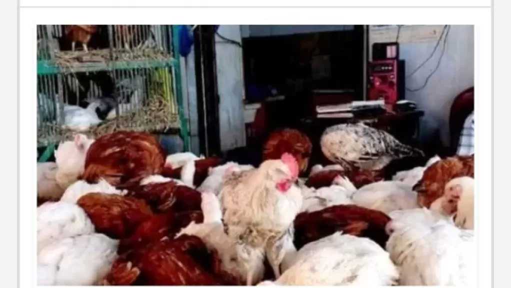 الزراعة تكشف حقيقة ظاهرة النفوق الغير طبيعي في الدواجن