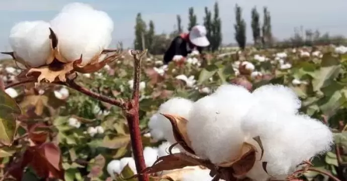 «الزراعة» تعلن خريطة أصناف القطن المعتمدة لموسم 2026