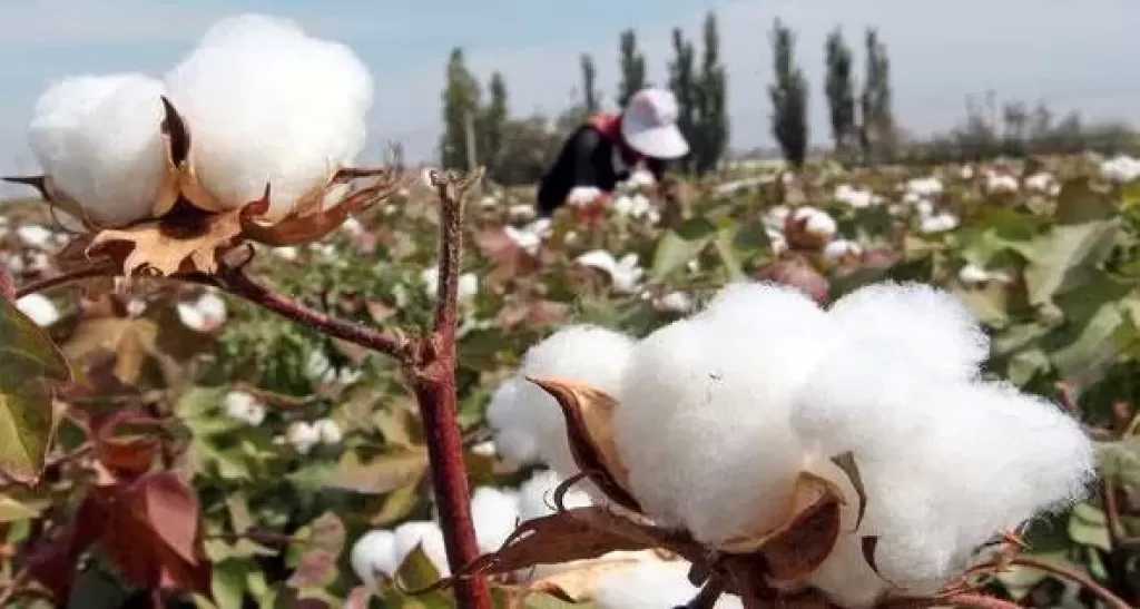 «الزراعة» تعلن خريطة أصناف القطن المعتمدة لموسم 2026