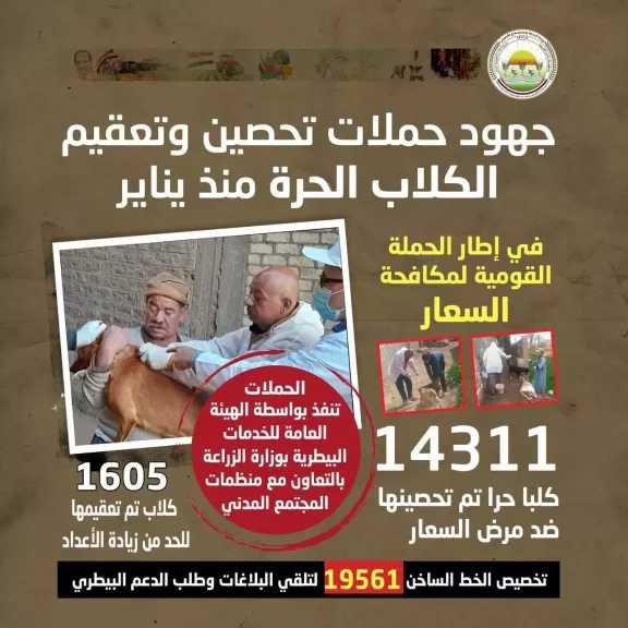 انفوجراف.. تنفيذ الحملة القومية لمكافحة السعار والسيطرة على أعداد الكلاب الحرة