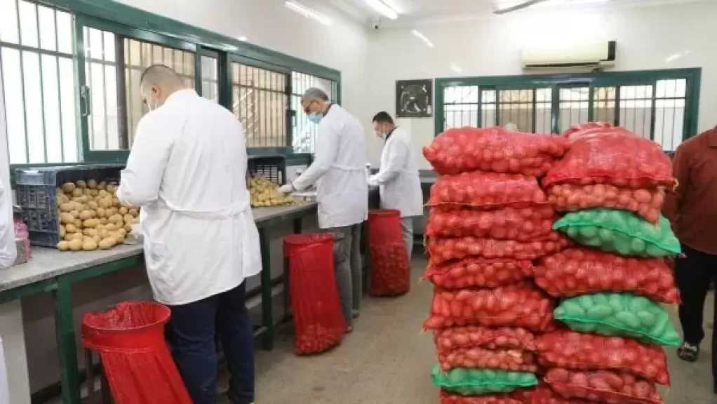 بإجمالي 411 ألف طن.. الزراعة: فحص 290 ألف طن بطاطس مُعدة للتصدير خلال فبراير