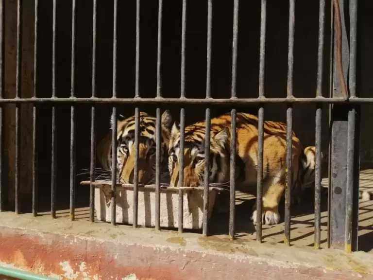 الحدائق العامة وحدائق الحيوان بالمحافظات تفتح أبوابها لاستقبال الزائرين خلال عيد الفطر