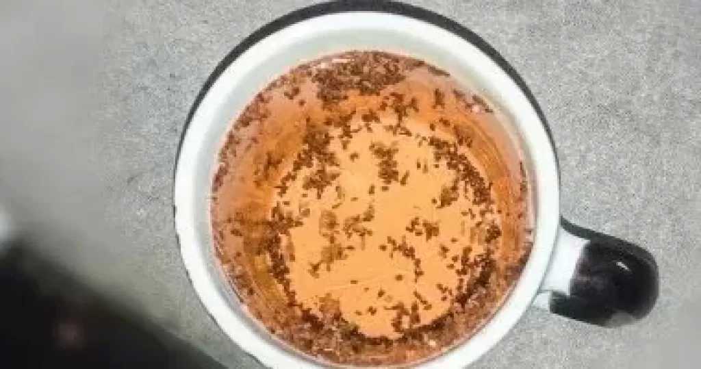 مشروبات لفقدان الدهون وتحسين الهضم بعد كحك العيد