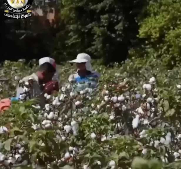 وزارة الزراعة واستصلاح الأراضي الخريطة الصنفية المعتمدة لمحصول القطن لموسم 2026