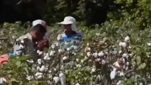 وزارة الزراعة واستصلاح الأراضي الخريطة الصنفية المعتمدة لمحصول القطن لموسم 2026