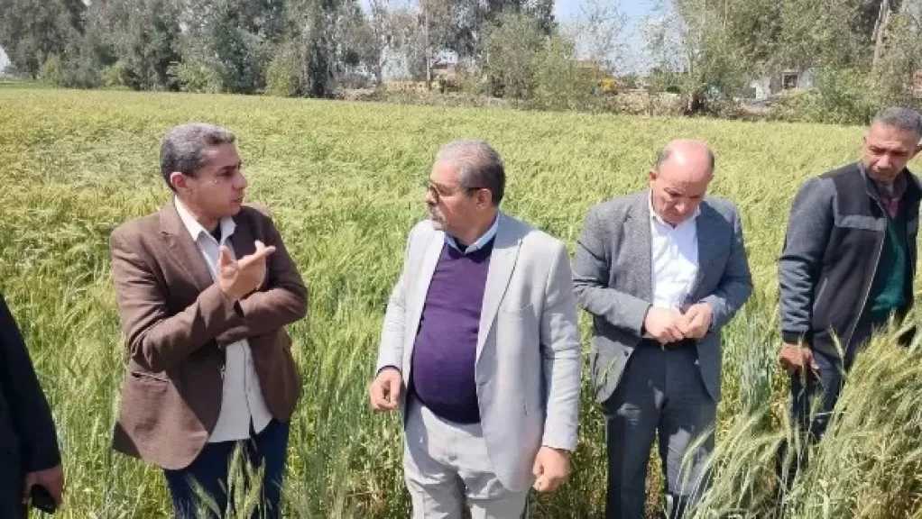 الزراعة: الحالة العامة لمحصول القمح جيدة ومبشرة