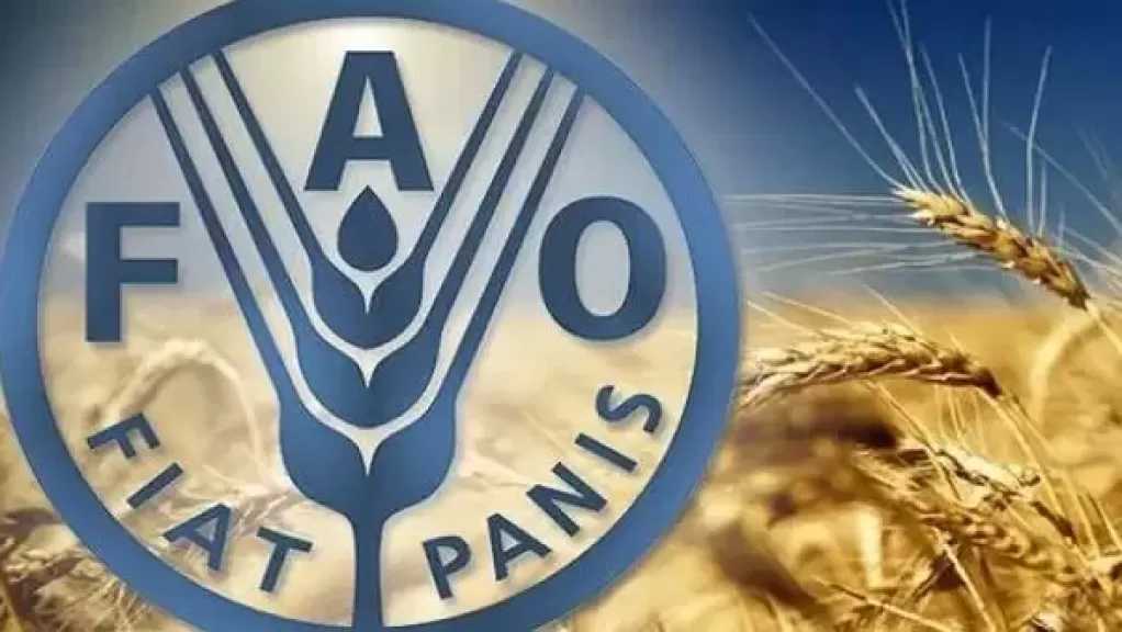 الوزراء: “فاو” تؤكد أن تداعيات الصراع على تكاليف الغذاء تثير قلقًا متزايدًا