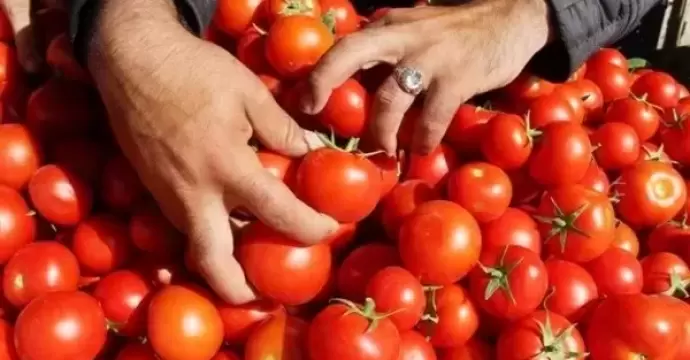 تصل لـ 60 جنيه.. ”الزراعة” توضح أسباب ارتفاع أسعار الطماطم