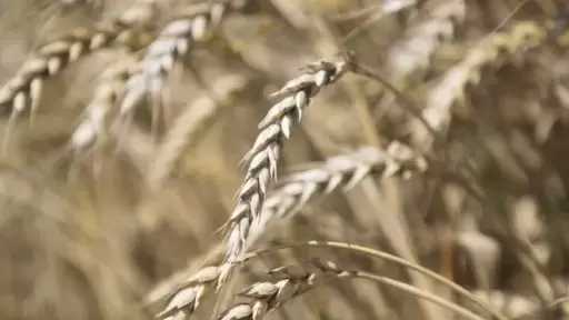 بوتين: نبحث إنشاء مركز للحبوب والطاقة في مصر