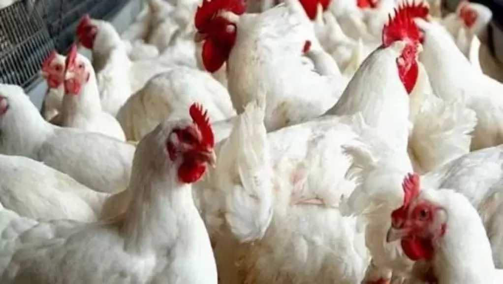 رئيس شعبة الدواجن: انخفاض الأسعار بشكل كبير يهدد منظومة الإنتاج واستقرار السوق