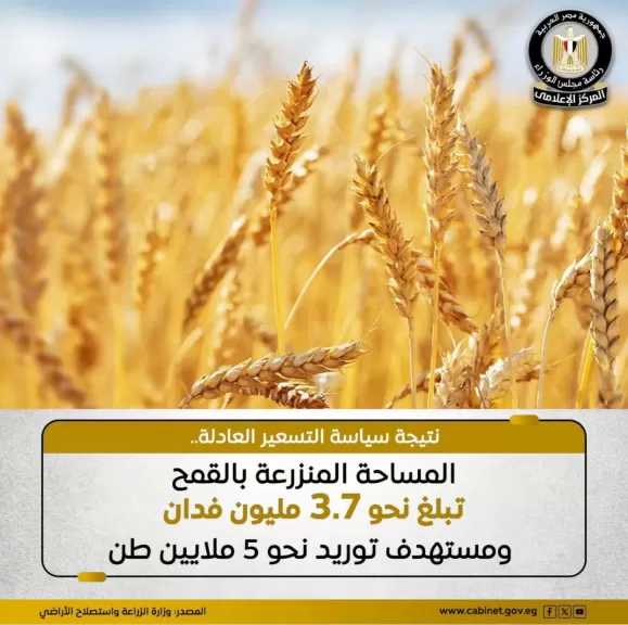 المساحة المنزرعة من القمح بلغت 3.7 مليون فدان متخطية المستهدف بأكثر من 200 ألف فدان