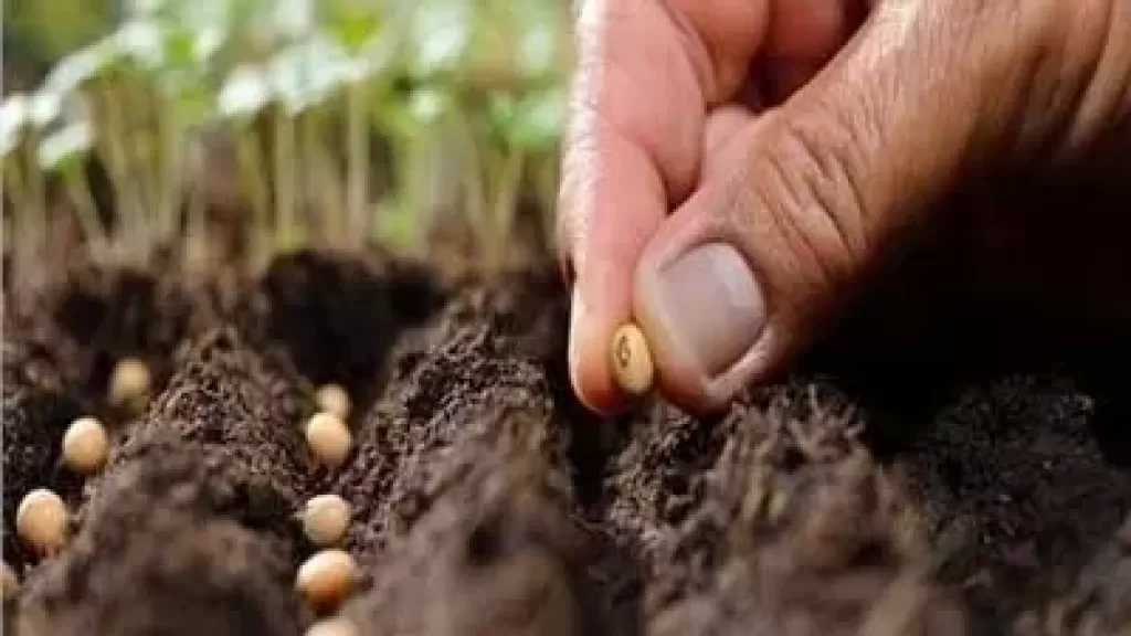 محاولات احتيال.. الزراعة توجه تحذيرا عاجلا من تقاوي مضروبة بالأسواق