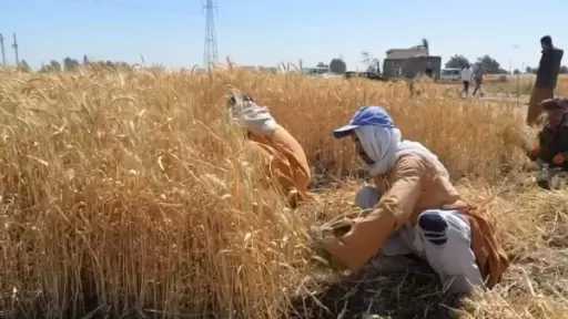 الزراعة: رفع سعر القمح إلى 2500 جنية لـ الأردب ونتوقع توريد 5 ملايين طن