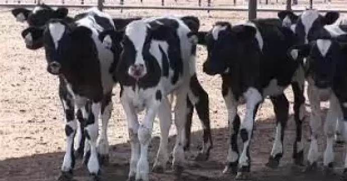 تمويل جديد لمشروع ”البتلو” بقيمة 57.3 مليون جنيه