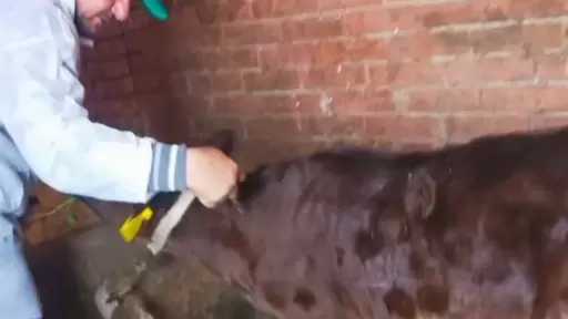 ”الزراعة”: تحصين أكثر من مليون رأس ماشية خلال الأسبوع الأول من الحملة القومية ضد الجلد العقدي وجدري الأغنام