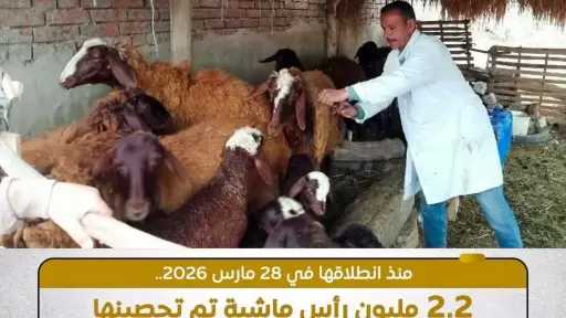 الزراعة: تحصين نحو 2.2 مليون رأس ماشية على مستوى الجمهورية