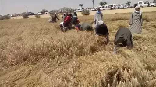 وزارة الزراعة: المساحة المنزرعة بالقمح هذا العام بلغت 3.7 مليون فدان