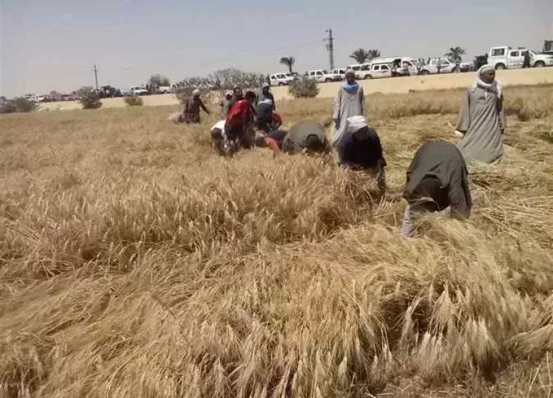 محافظ سوهاج: توريد 80 ألف طن قمح وصرف المستحقات فورًا
