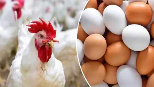 أسعار الدواجن من المزرعة إلى المستهلك اليوم السبت 18 أبريل