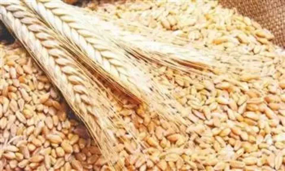 توريد 4700 طن قمح في موسم الحصاد بكفر الشيخ