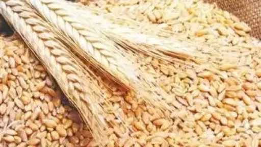 توريد 4700 طن قمح في موسم الحصاد بكفر الشيخ