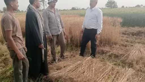 استمرار توريد القمح في 42 موقعا تخزينيا بالمنيا.. ووكيل الزراعة يتابع الحصاد بقرى الظهير الصحراوي