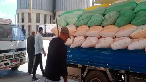 كفر الشيخ تستقبل 7150 طن قمح ضمن موسم التوريد 2026