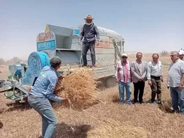 توريد أكثر من 136 ألف طن قمح داخل وخارج الوادي الجديد حتى الآن.. وحصاد 93 ألف فدان