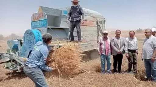 توريد أكثر من 136 ألف طن قمح داخل وخارج الوادي الجديد حتى الآن.. وحصاد 93 ألف فدان