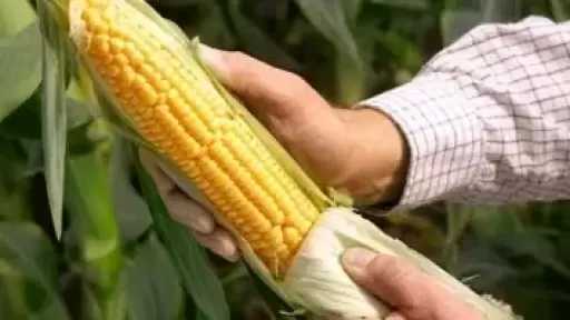 5 عادات نظافة غريبة عبر التاريخ.. قشر الذرة سبق ورق التواليت