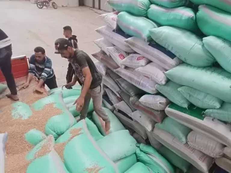 كفر الشيخ تستقبل 10 آلاف و476 طن قمح حتى الآن