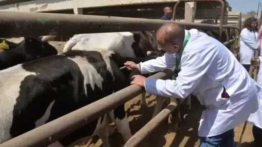 تحصين 227 ألف رأس ماشية ضد الحمى القلاعية والوادي المتصدع بالجيزة