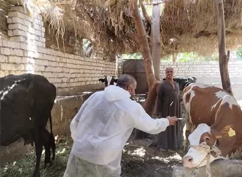 بيطري الغربية: تحصين 105 آلاف رأس ماشية ضد الحمى القلاعية