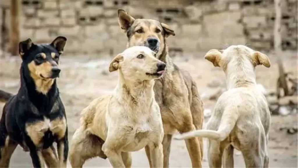 أرقام مقلقة في الشارع المصري| هل فقدنا السيطرة على تعداد الكلاب الضالة؟