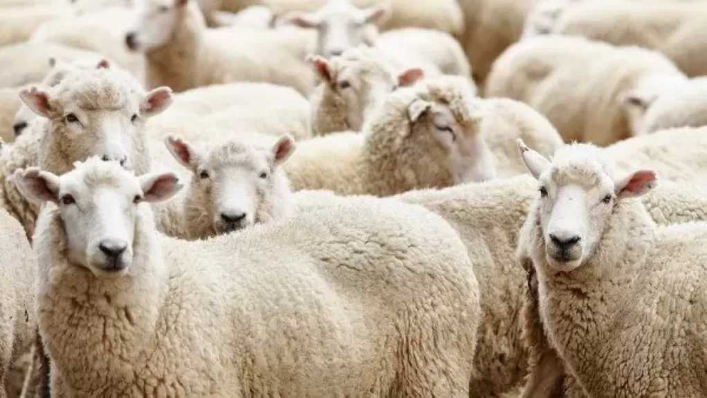 الإفتاء تكشف عن الأدعية المستحبة عند ذبح الأضحية