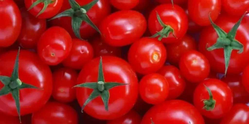 رابطة تجار الخضراوات بسوق 6 أكتوبر: سعر الطماطم بدأ في الانخفاض وسيصل إلى 30 جنيها