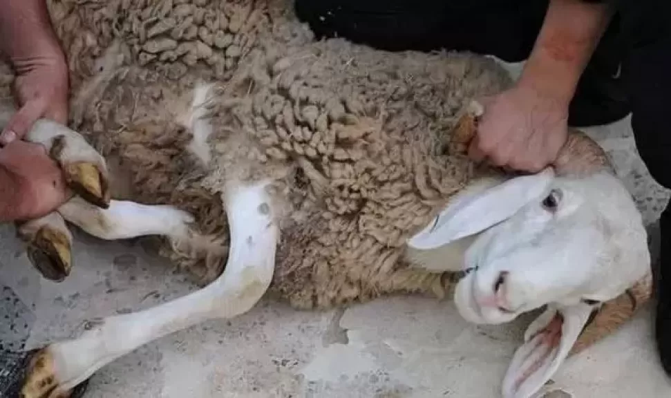 خط أحمر