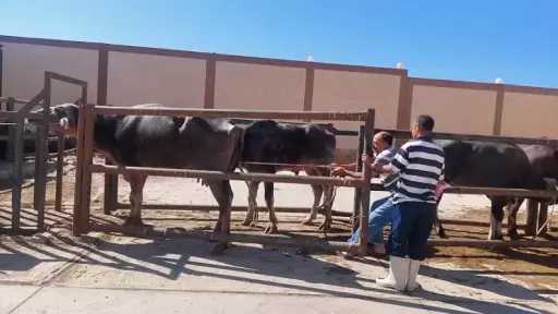 إشراف بيطري كامل وذبح مجاني.. استمرار استقبال الأضاحي بمجازر جنوب سيناء