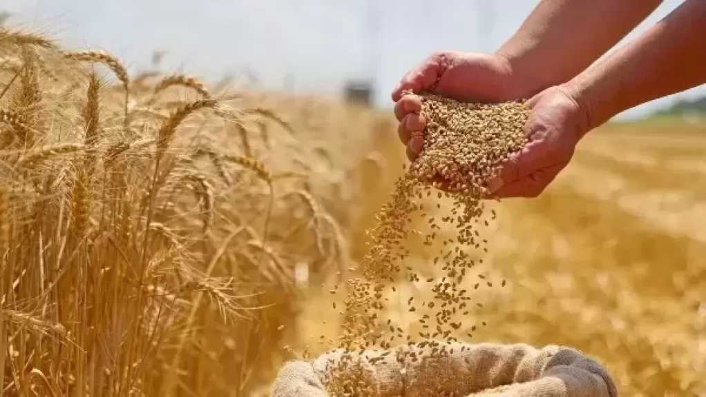 الزراعة: توريد أكثر من 4.3 مليون طن قمح بنسبة 86% من المستهدف حتى الآن