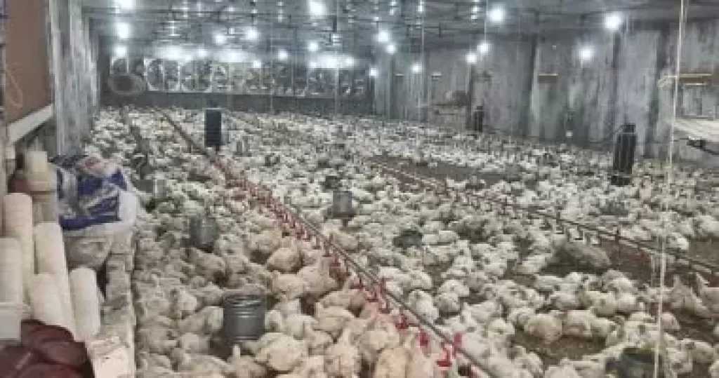 أسعار الفراخ البيضاء اليوم الاثنين 1-6-2026 فى المنوفية.. الكيلو بـ77 جنيها