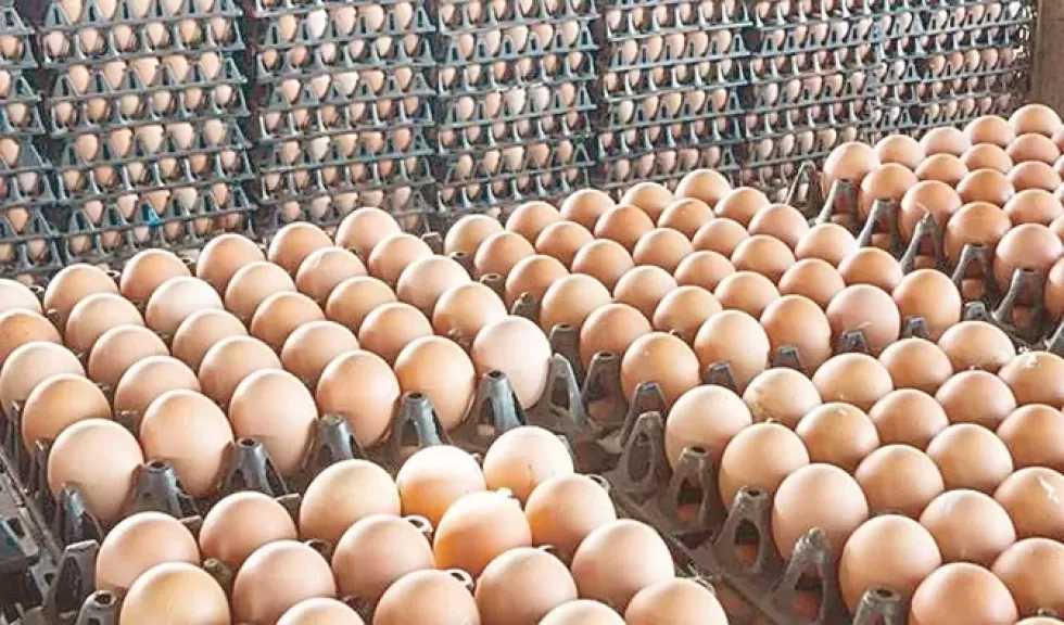 رئيس شعبة البيض: تجاوزنا الاكتفاء الذاتي من بيض المائدة بأكثر من 30%