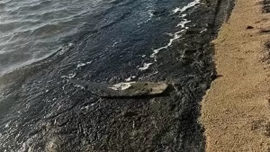 خط أحمر