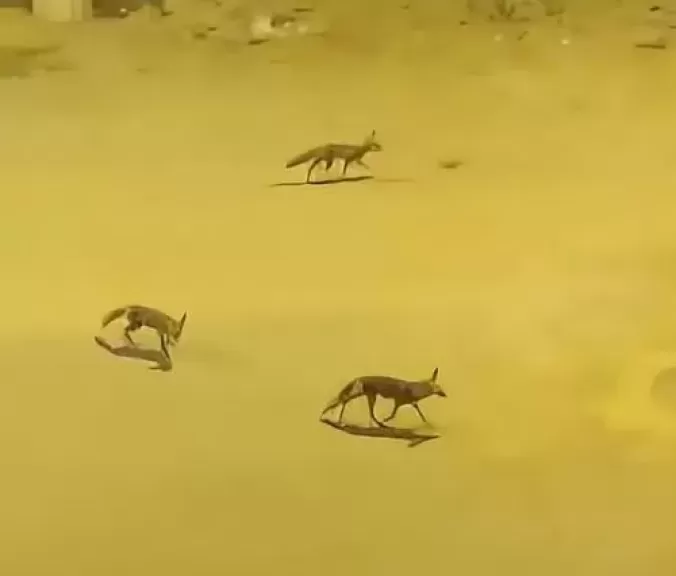 خط أحمر