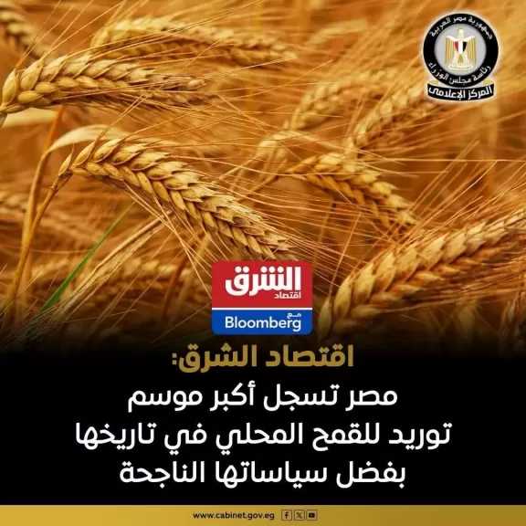 مصر تسجل أكبر موسم توريد قمح بزيادة 15% مقارنة بالعام الماضي